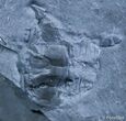 Elrathia Trilobite With Trilo Pieces #2484-3